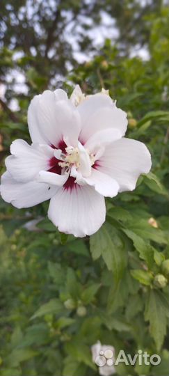 Саженцы махрового гибискуса