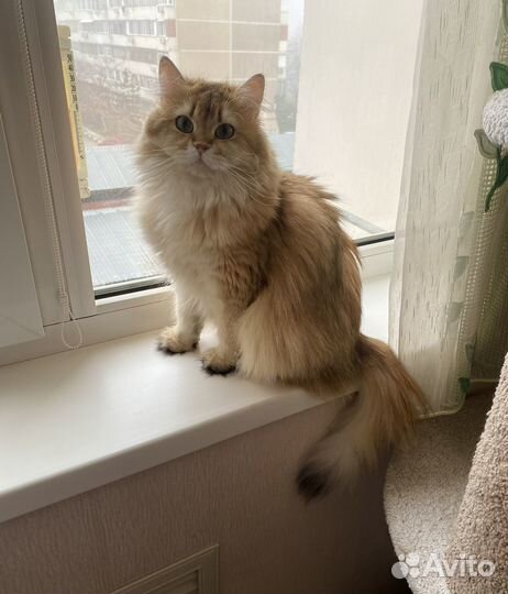 Шотладская золотая шиншилла