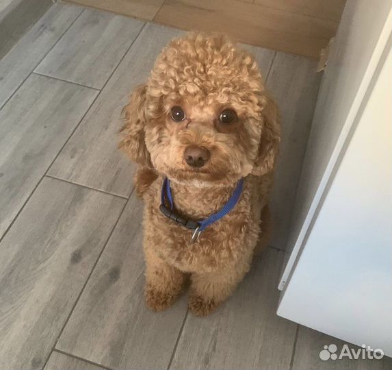 Вязка пудель