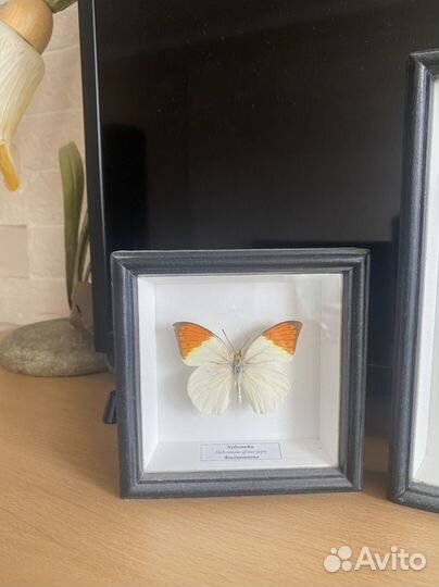 Бабочки в рамках