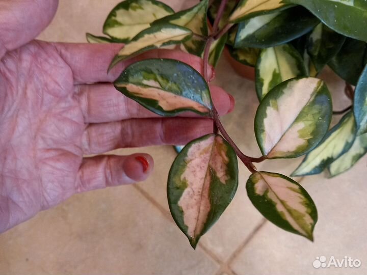 Хойя карноза триколор