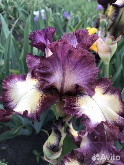 Сортовые бородатые ирисы