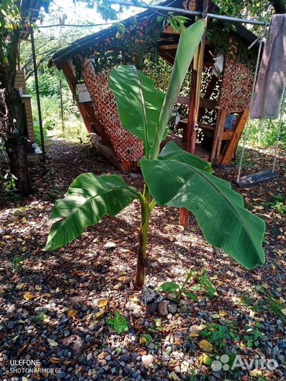 Банановые пальмы