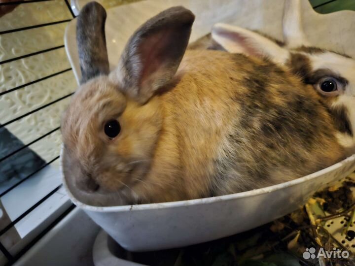 Карликовый кролик