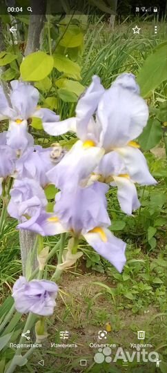 Ирисы сортовые