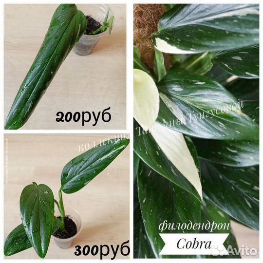 Филодендроны, монстеры, эпипремнумы, сциндапсусы