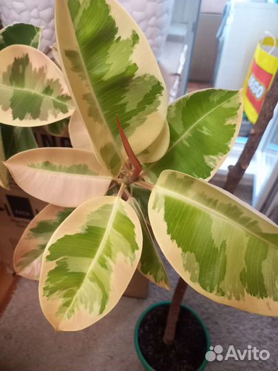 Фикус каучуконосный большой
