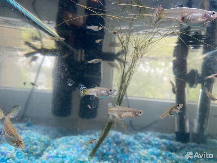 Аквариумные рыбки гуппи