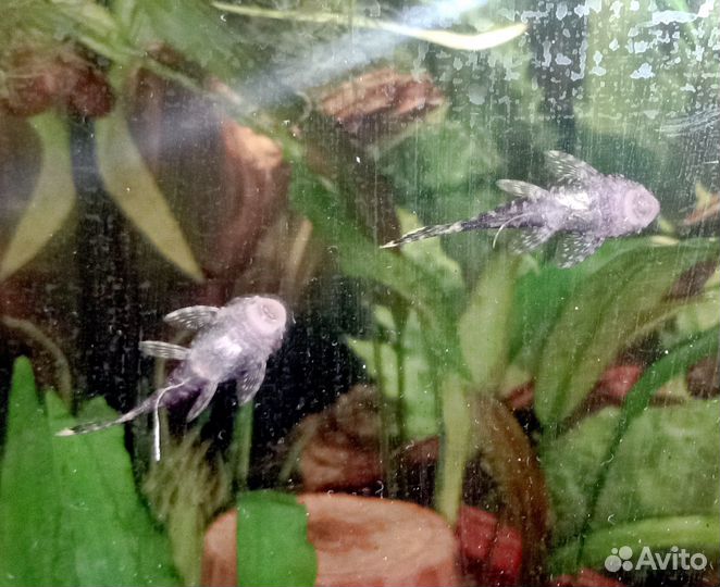 Сомики анциструсы