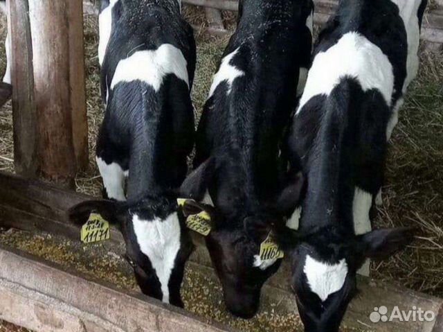 Королевский сирийский хомячок. Хомячок сирийский персиковый. Авито пугачева животных. Авито пугачева животных. Авито пугачева животных.