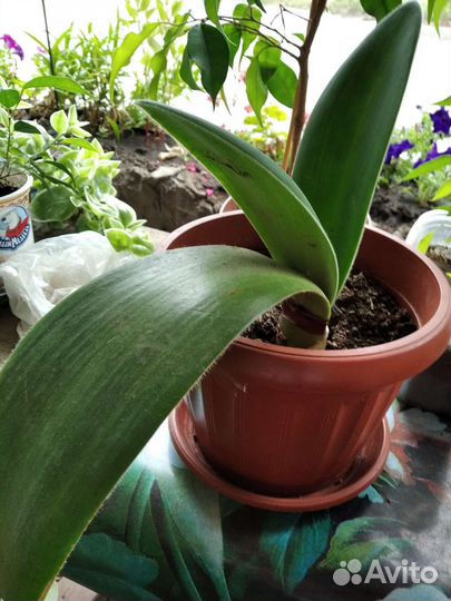 Аптения вариегатная