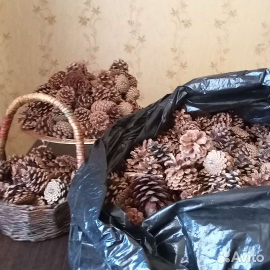 Шишки сосновые