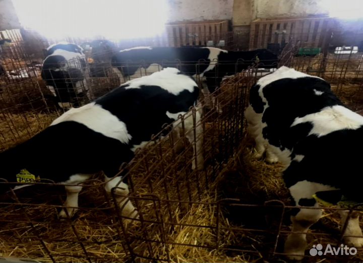 Бычки телята от 1мес