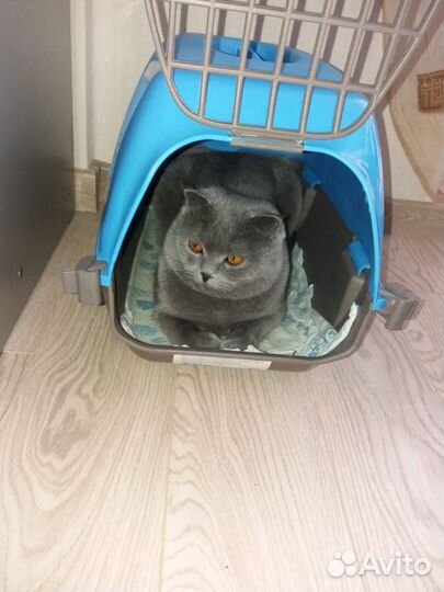 Шотландская кошка в дар