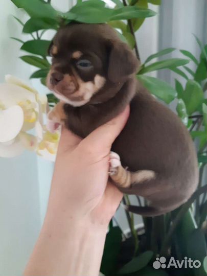 Чихуахуа - нарядный шоколадный парнишка