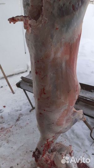 Барашки на Курбан по любому поводу