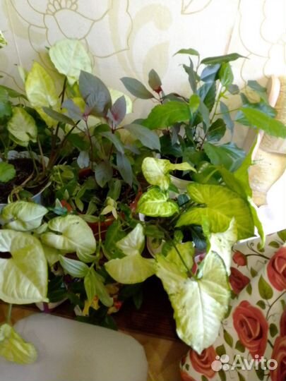 Комнатные цветы