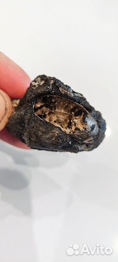 Две раковины аммонита с белемнитом в породе