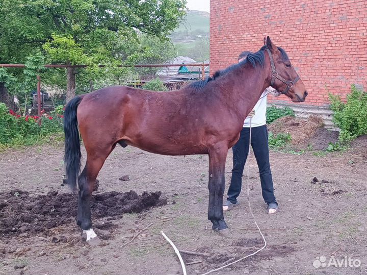 Карачаевский жеребец