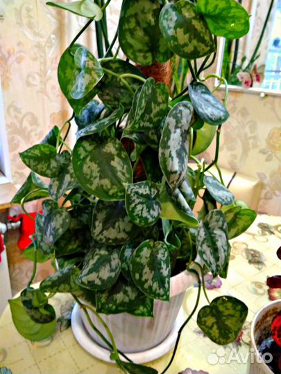 Эониум, сцендаптус,китайское денежное дерево пилея