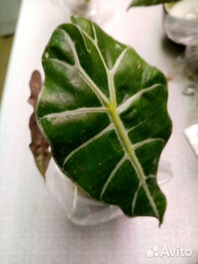 Шизматоглотис