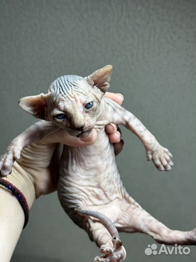 Котята сфинкс