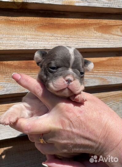 Французский бульдог