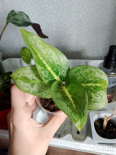 Аглаонема и другие цветы