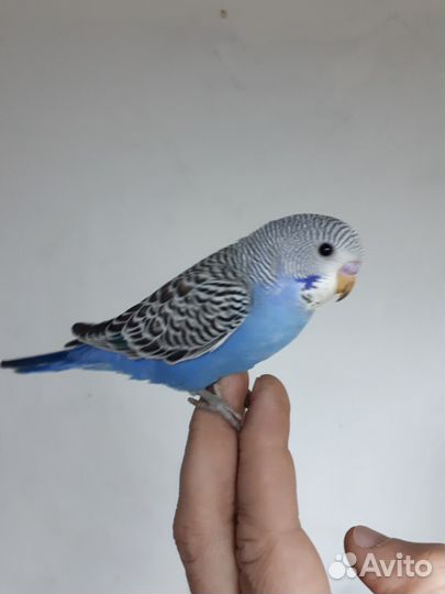 Передержка для животных. Гостиница