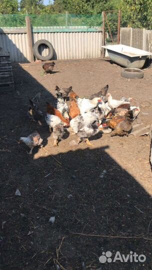 Куры и петушки Брама