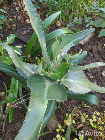 Каланхоэ лечебное