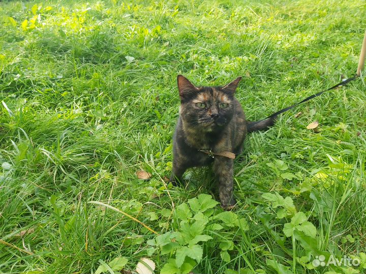 Кошечка в дар ответственным людям