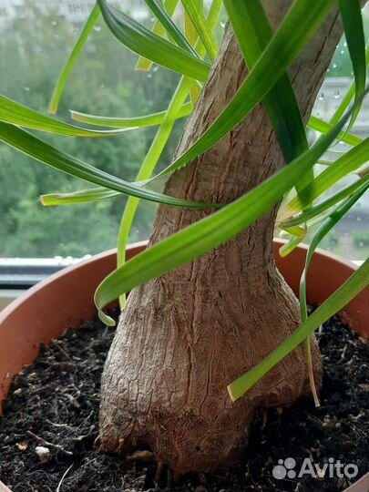 Бокарнея нолина (бутылочное дерево)