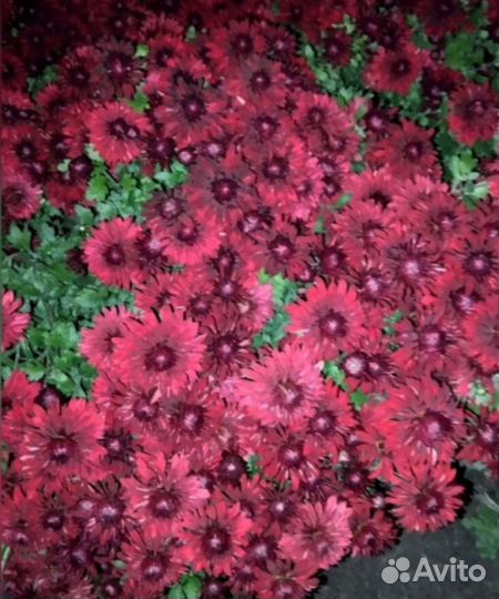 Хризантема корейская