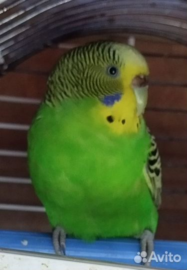 Волнистый попугай