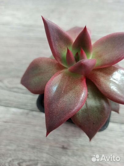 Эхеверия агавовидная 