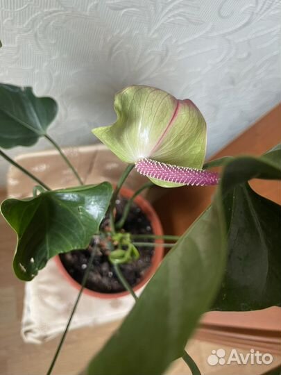 Фикус Альтисима