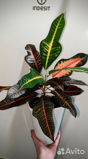 Растения для подарка, доставка, упаковка