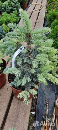 Ель Биалобок