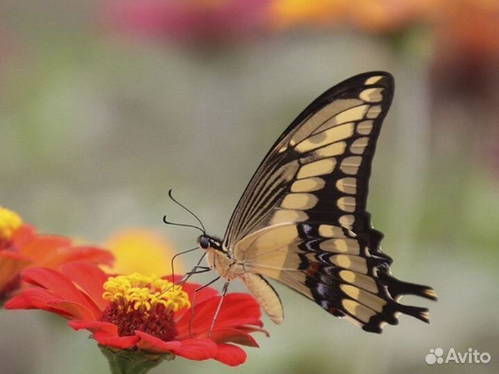 Салют из 10 Живых Тропических Бабочек с/б-52