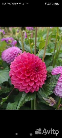 Георгины сортовые