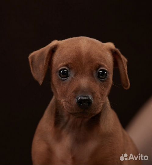 Рыжее солнышко цвергпинчер