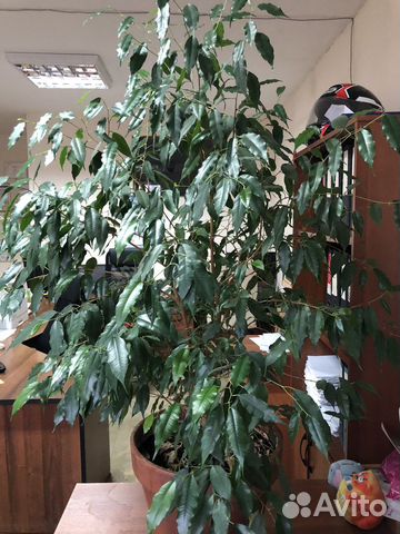 Фикус бенджамина большой