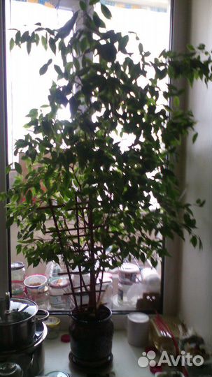 Фикус Бенджамин прим. 1.15м,Глин.Горшок