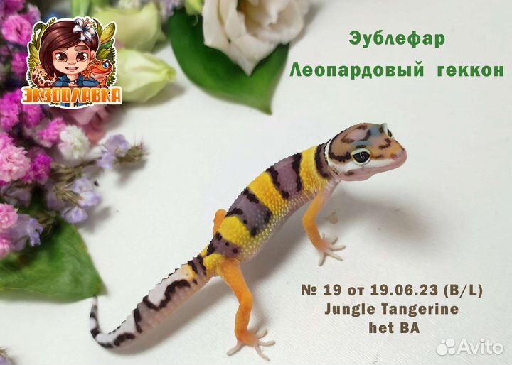 Эублефар Геккон Гемитеконикс