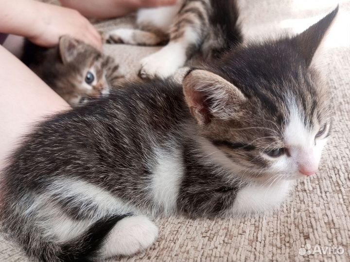 Котенок в дар бесплатно