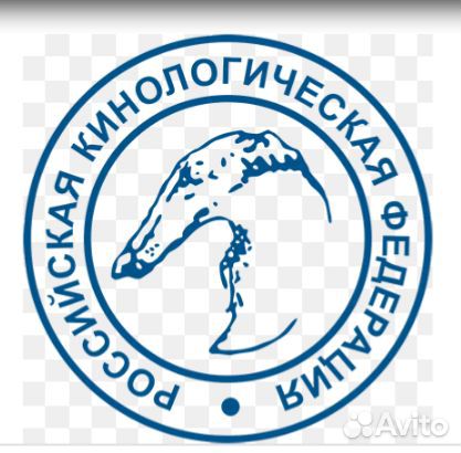 Клуб собаководства.Обмен документов