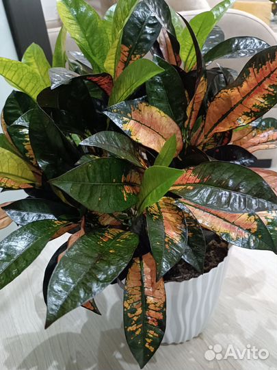 Кротон Миссис Айстон