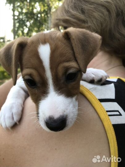 Щенок джек рассел терьер