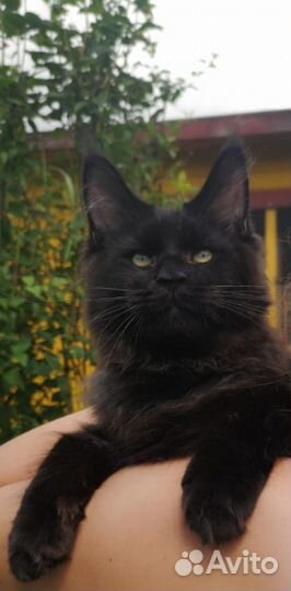 Мейн-кун котёнок мальчик